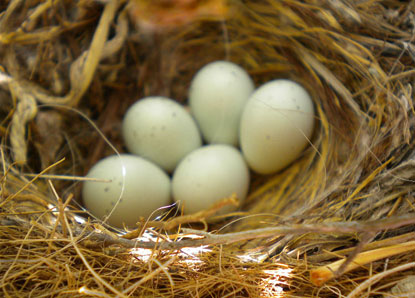 Nest with eggs in my backyard